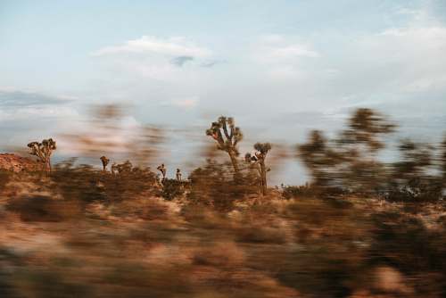 joshua tree national park brown leafed trees during daytime blur